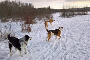 The Importance of Dog Socialization and Exercise