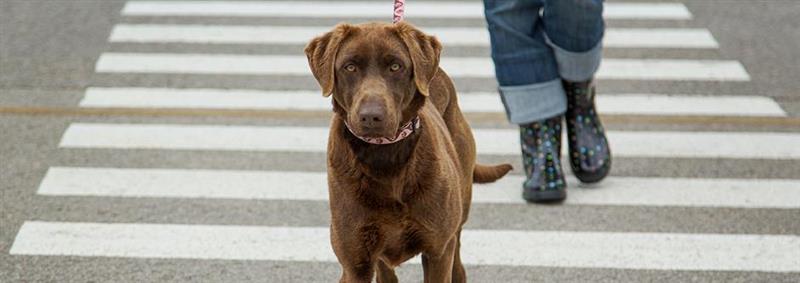 Your Dog’s Primal Need to Be Walked