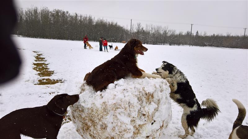 Top 10 Reasons It's Good to be a Dog