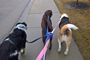 So You Want to be a Dog Walker