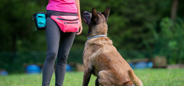 Dog Behaviour and Training: How to Train a Dog Not to Jump on You or Others