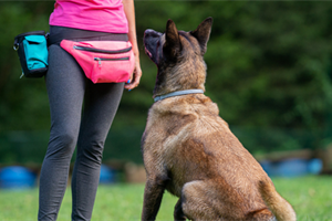 Dog Behaviour and Training: How to Train a Dog Not to Jump on You or Others