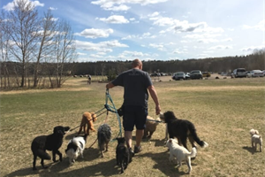 Our Top 8 Dog Walking Trails In The Edmonton Area