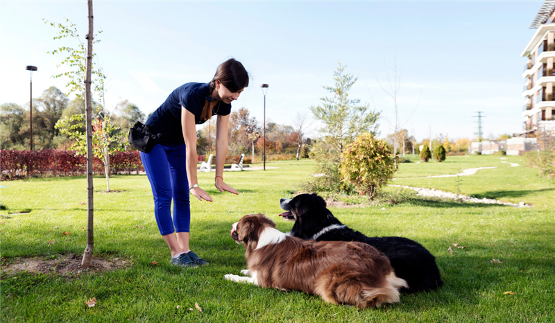 Successful Dog Training Edmonton: A Beginner’s Guide to Raising a Well-Behaved and Happy Dog