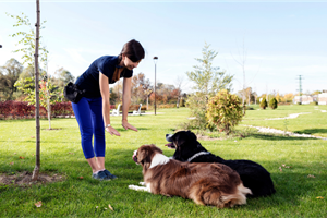 Successful Dog Training Edmonton: A Beginner’s Guide to Raising a Well-Behaved and Happy Dog