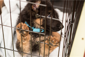 Puppy Crate Training: The Value of Force Free Training