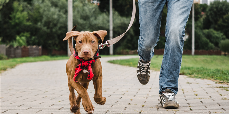 Dog Training in Edmonton? We Can Help.