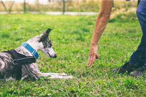 Dog Obedience Training Edmonton: Methods to Solve Behavioural Issues