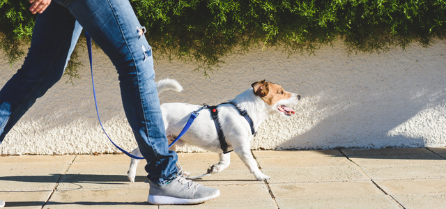 Puppy Training in Edmonton: How To Leash Train Your Puppy