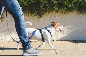 Puppy Training in Edmonton: How To Leash Train Your Puppy