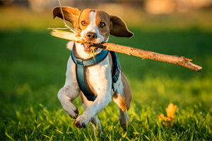 Make Dog Training Easier by Properly Exercsing Your Dog