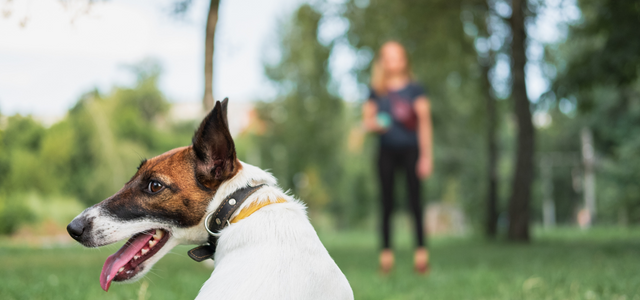 Dog Training Made Simple: How To Easily and Effectively Train Your Dog