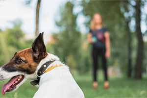 Dog Training Made Simple: How To Easily and Effectively Train Your Dog