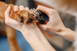 Dog Nail Trimming: Get the Facts & Pro Tips