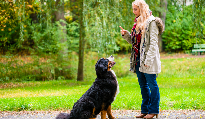 Mind Games for Dogs - Dogwise Solutions - Dogwise